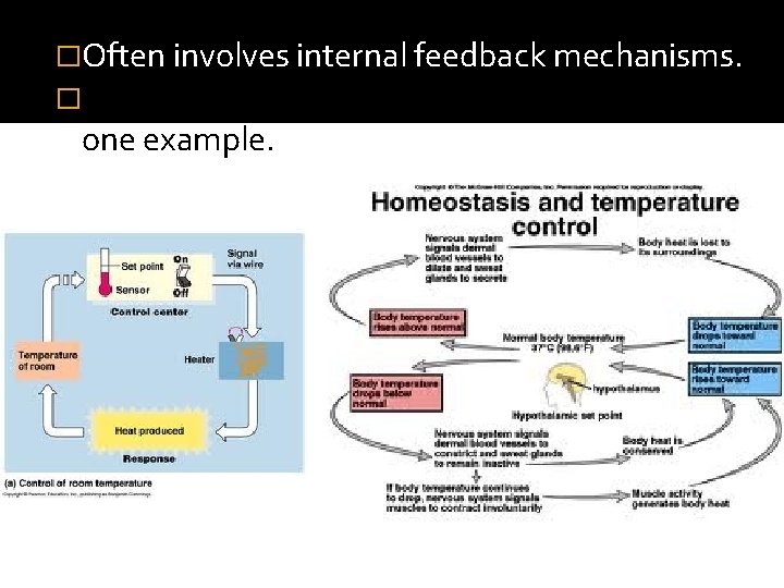 �Often involves internal feedback mechanisms. �Maintaining constant body temperature is one example. �Often involves internal feedback mechanisms. �Maintaining constant body temperature is one example.
