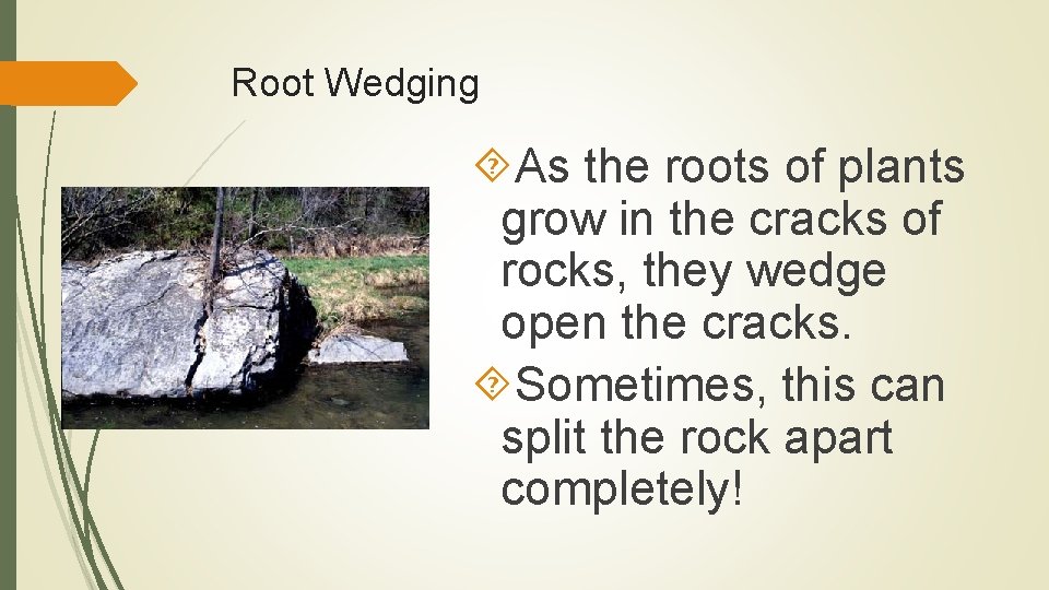 Root Wedging As the roots of plants grow in the cracks of rocks, they