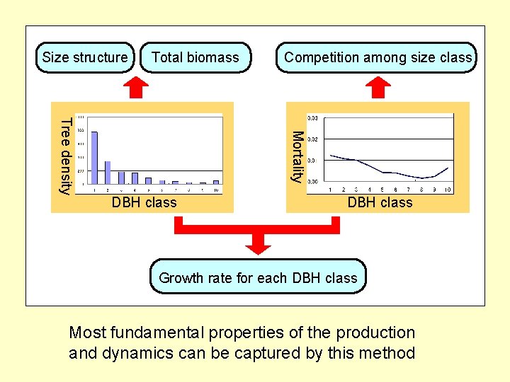 Size structure Total biomass Competition among size class Mortality Tree density DBH class Growth