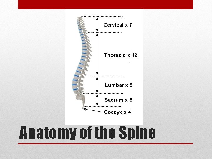 Anatomy of the Spine 