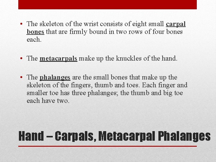  • The skeleton of the wrist consists of eight small carpal bones that
