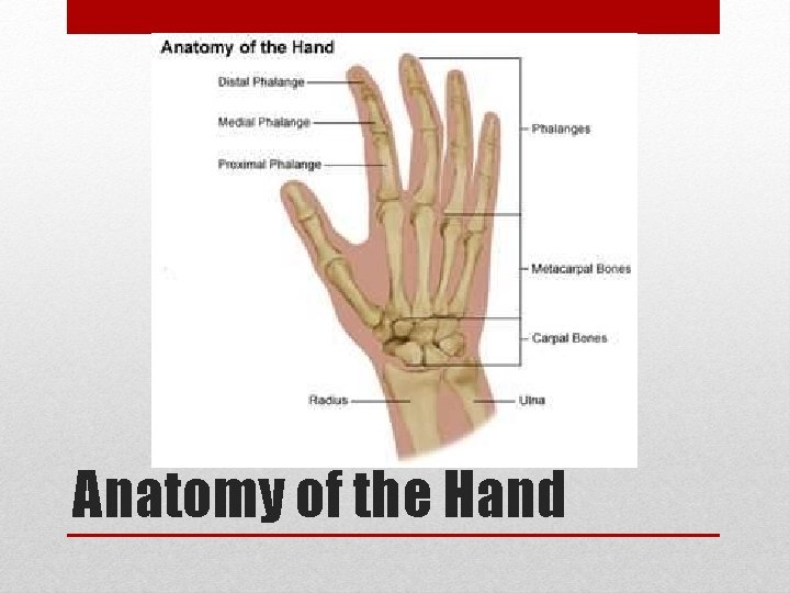 Anatomy of the Hand 