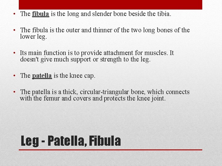  • The fibula is the long and slender bone beside the tibia. •