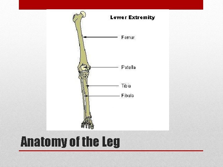 Anatomy of the Leg 