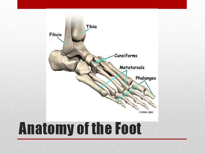 Anatomy of the Foot 