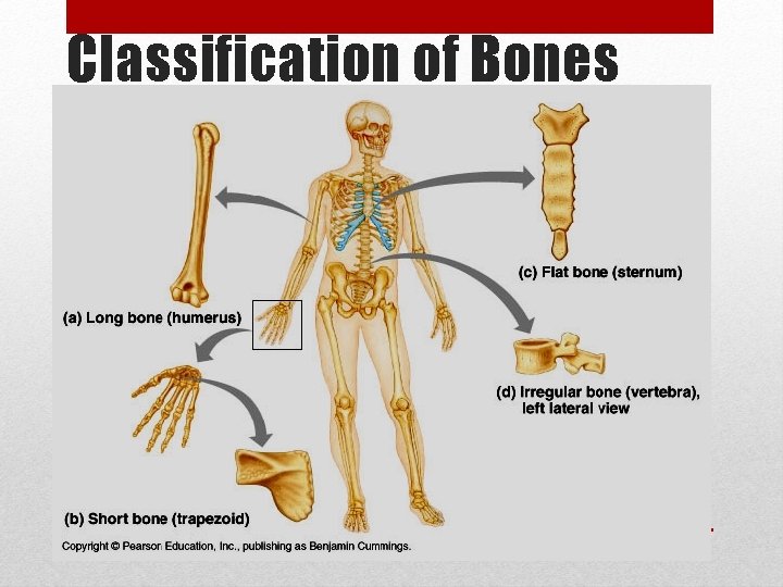 Classification of Bones 