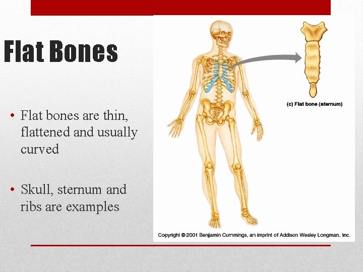 Flat Bones • Flat bones are thin, flattened and usually curved • Skull, sternum