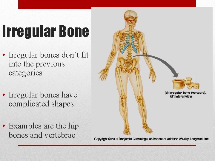 Irregular Bone • Irregular bones don’t fit into the previous categories • Irregular bones