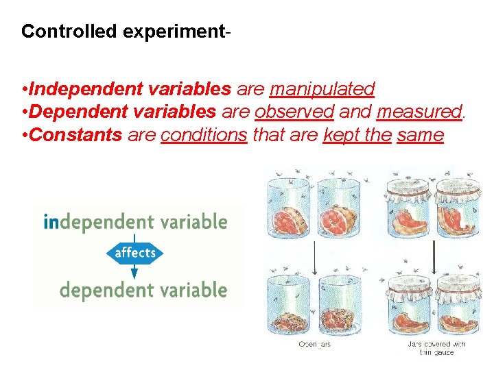 BIOLOGY Worksheet Fall Final Review Hypothesis Hypothesis A