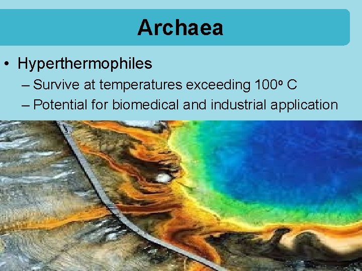 Archaea • Hyperthermophiles – Survive at temperatures exceeding 100 o C – Potential for