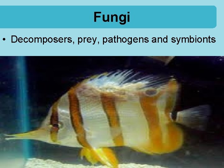 Fungi • Decomposers, prey, pathogens and symbionts 