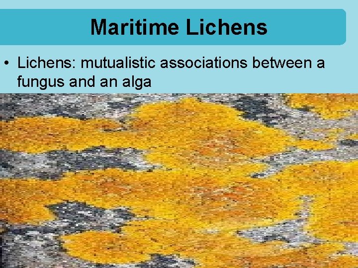 Maritime Lichens • Lichens: mutualistic associations between a fungus and an alga 