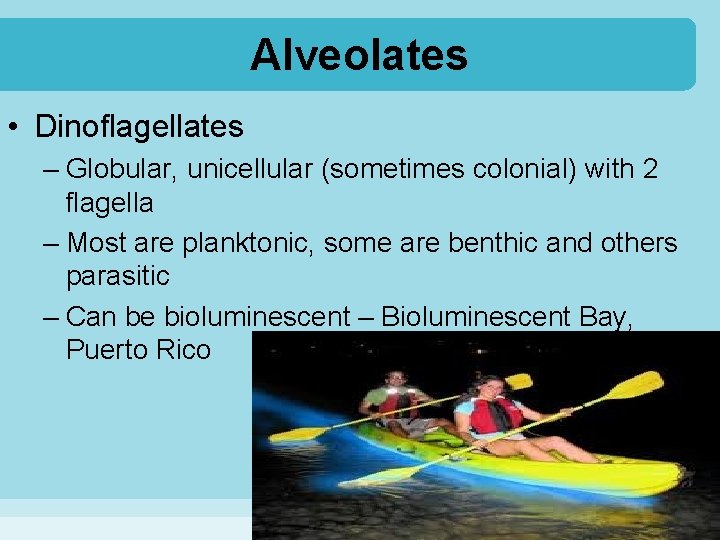 Alveolates • Dinoflagellates – Globular, unicellular (sometimes colonial) with 2 flagella – Most are