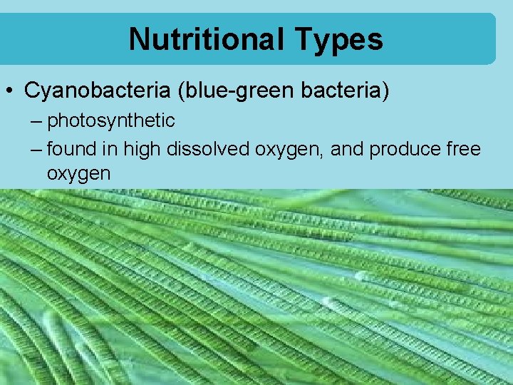 Nutritional Types • Cyanobacteria (blue-green bacteria) – photosynthetic – found in high dissolved oxygen,