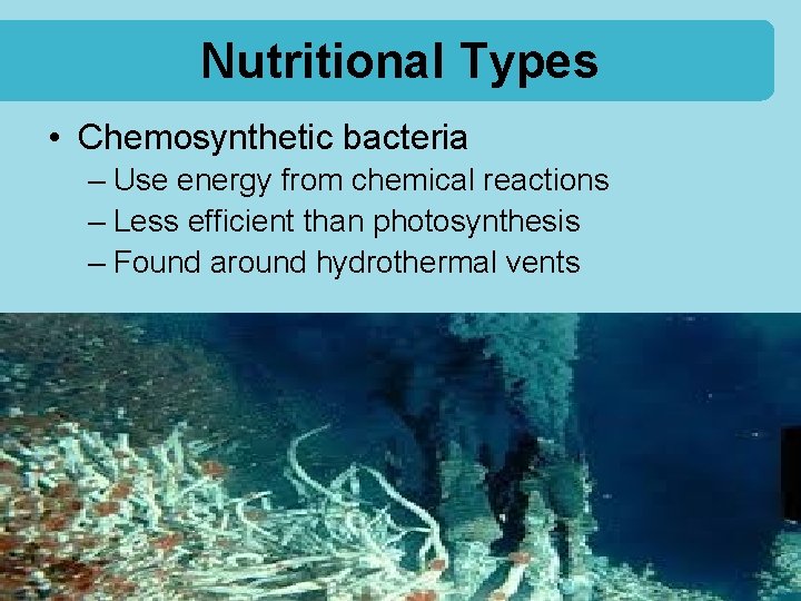 Nutritional Types • Chemosynthetic bacteria – Use energy from chemical reactions – Less efficient