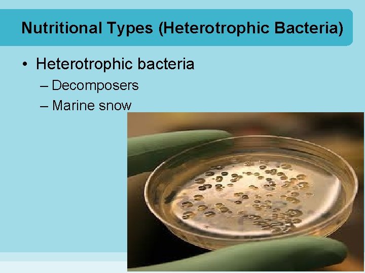 Nutritional Types (Heterotrophic Bacteria) • Heterotrophic bacteria – Decomposers – Marine snow 