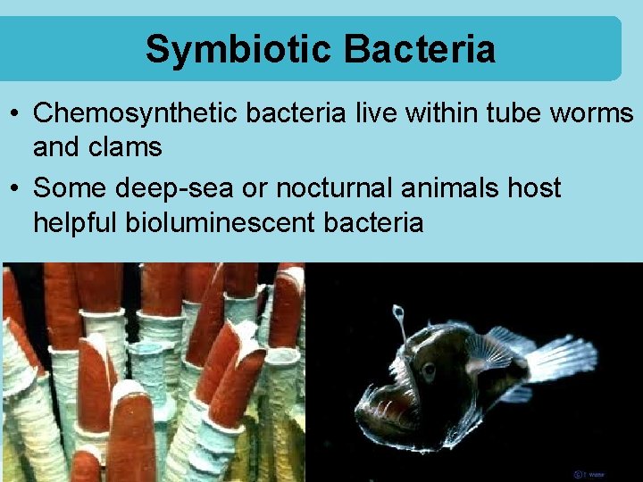 Symbiotic Bacteria • Chemosynthetic bacteria live within tube worms and clams • Some deep-sea