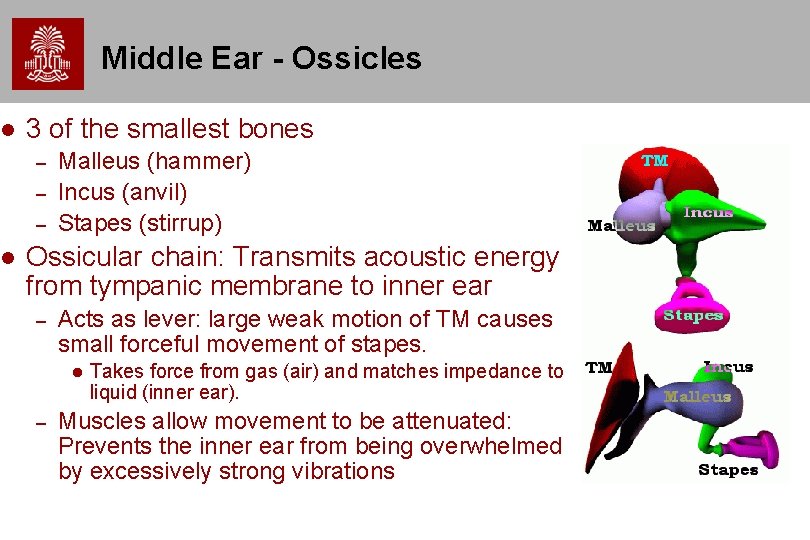  Middle Ear - Ossicles 3 of the smallest bones – – – Malleus