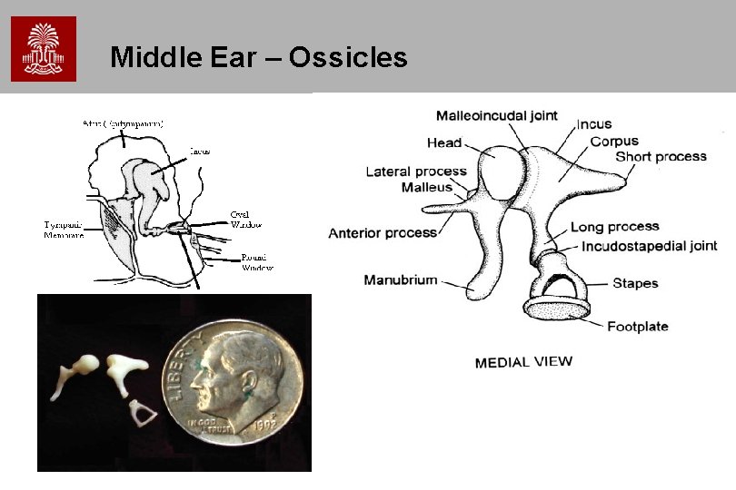 Middle Ear – Ossicles Middle Ear – Ossicles