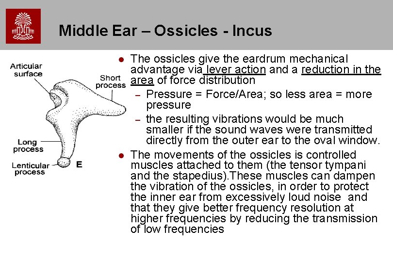 Middle Ear – Ossicles - Incus The ossicles give the eardrum mechanical advantage via