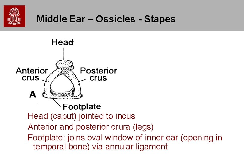 Middle Ear – Ossicles - Stapes Head (caput) jointed to incus Anterior and posterior Middle Ear – Ossicles - Stapes Head (caput) jointed to incus Anterior and posterior