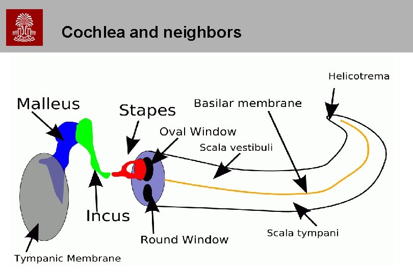 Cochlea and neighbors 