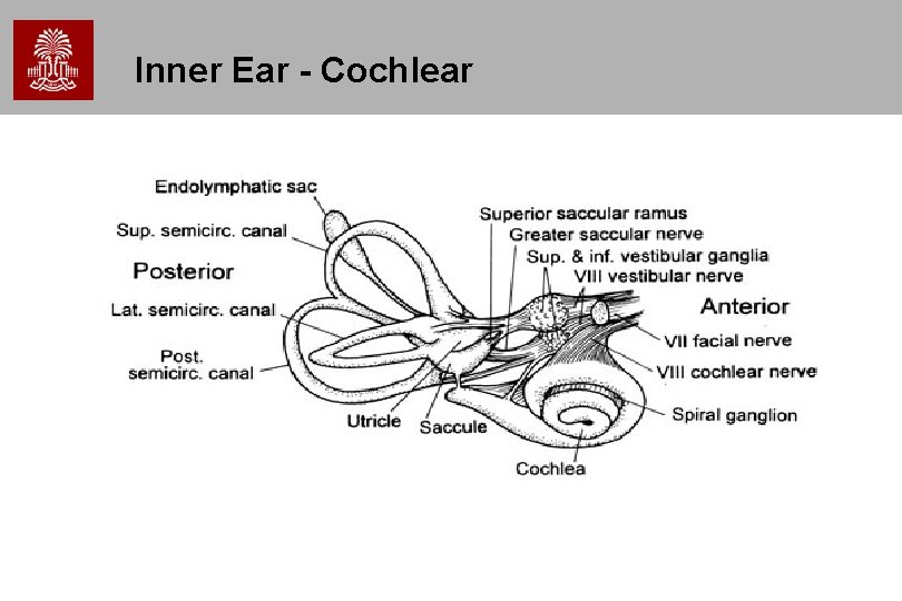 Inner Ear - Cochlear Inner Ear - Cochlear