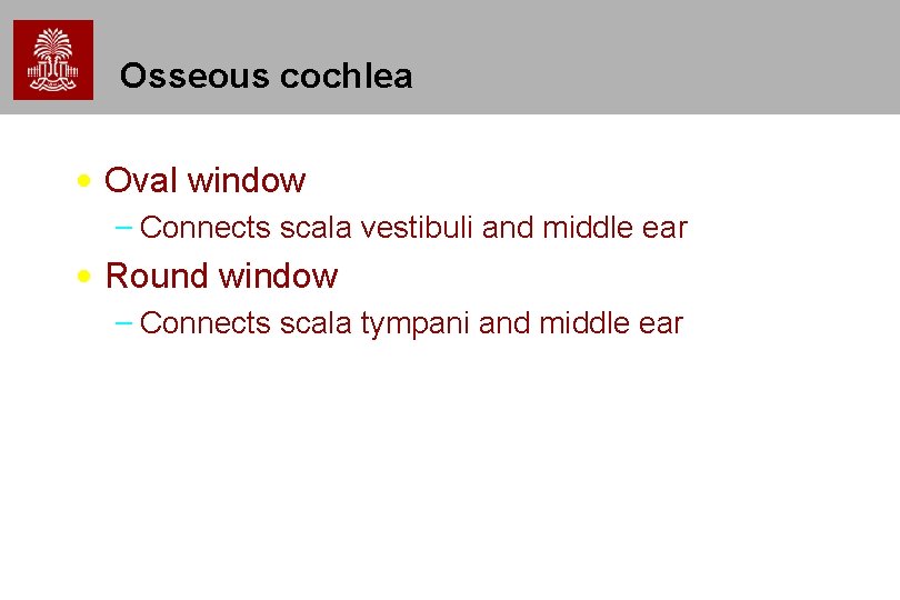 Osseous cochlea • Oval window – Connects scala vestibuli and middle ear • Round Osseous cochlea • Oval window – Connects scala vestibuli and middle ear • Round