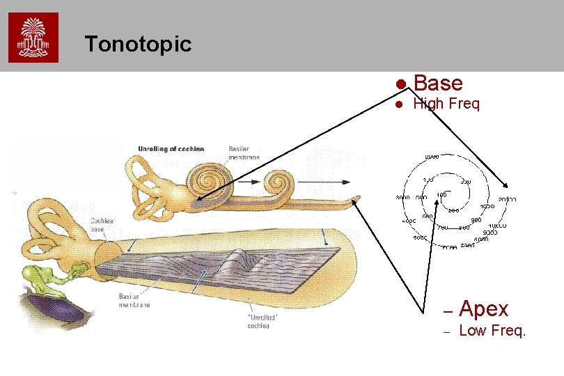 Tonotopic Base High Freq – Apex – Low Freq. 