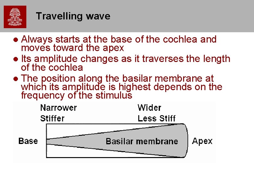 Travelling wave Always starts at the base of the cochlea and moves toward the