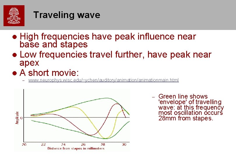 Traveling wave High frequencies have peak influence near base and stapes Low frequencies travel Traveling wave High frequencies have peak influence near base and stapes Low frequencies travel