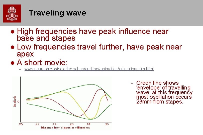 Traveling wave High frequencies have peak influence near base and stapes Low frequencies travel