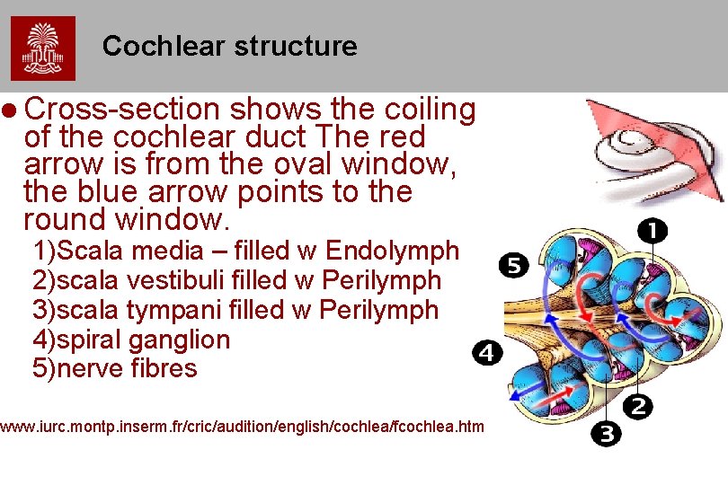 Cochlear structure Cross-section shows the coiling of the cochlear duct The red arrow is