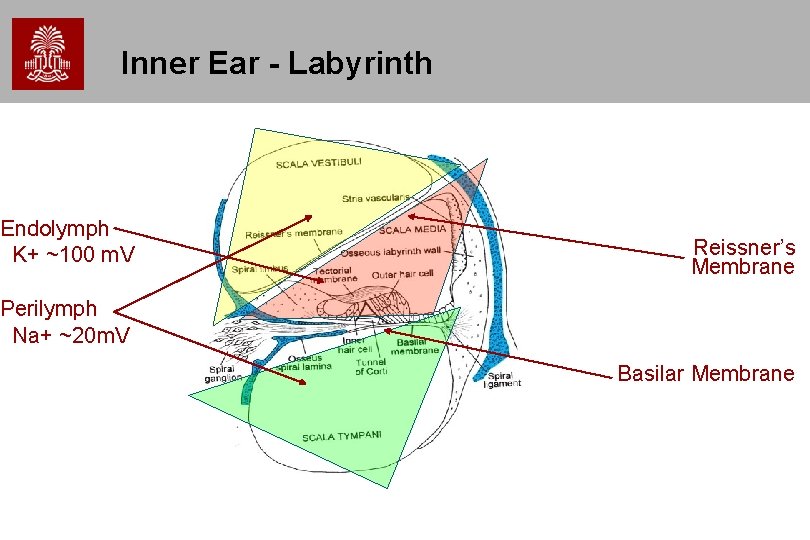 Inner Ear - Labyrinth Endolymph K+ ~100 m. V Reissner’s Membrane Perilymph Na+ ~20 Inner Ear - Labyrinth Endolymph K+ ~100 m. V Reissner’s Membrane Perilymph Na+ ~20