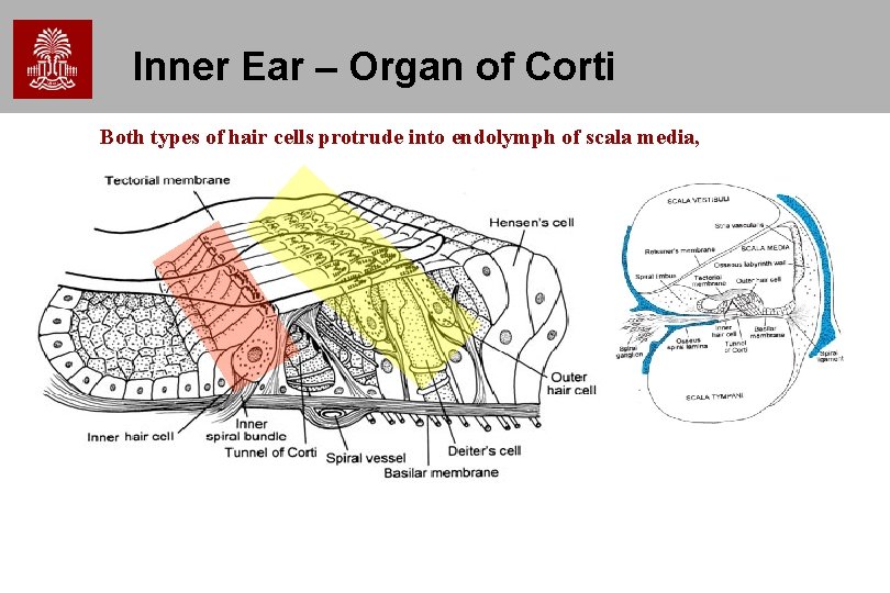 Inner Ear – Organ of Corti Both types of hair cells protrude into endolymph Inner Ear – Organ of Corti Both types of hair cells protrude into endolymph