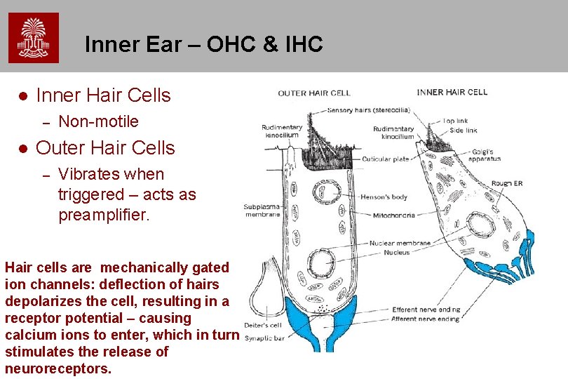 Inner Ear – OHC & IHC Inner Hair Cells – Non-motile Outer Hair Cells