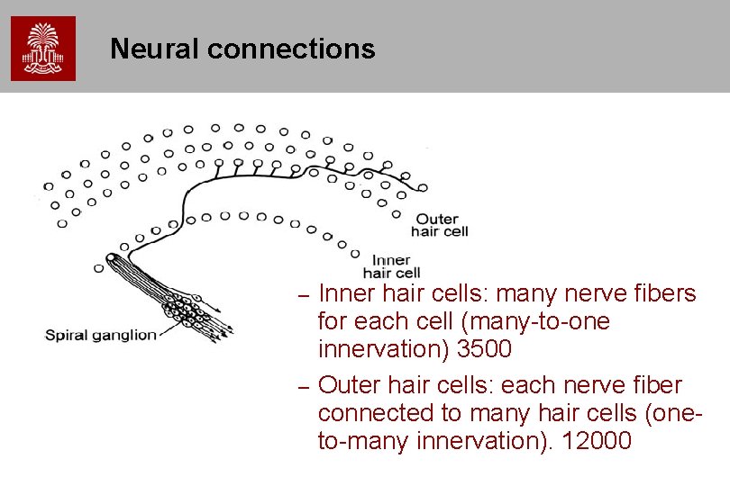 Neural connections – – Inner hair cells: many nerve fibers for each cell (many-to-one