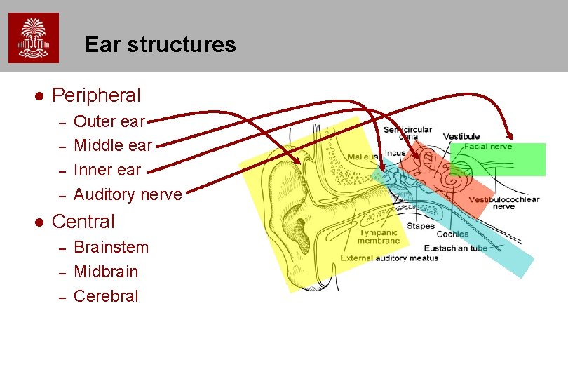 Ear structures Peripheral – – Outer ear Middle ear Inner ear Auditory nerve Central Ear structures Peripheral – – Outer ear Middle ear Inner ear Auditory nerve Central