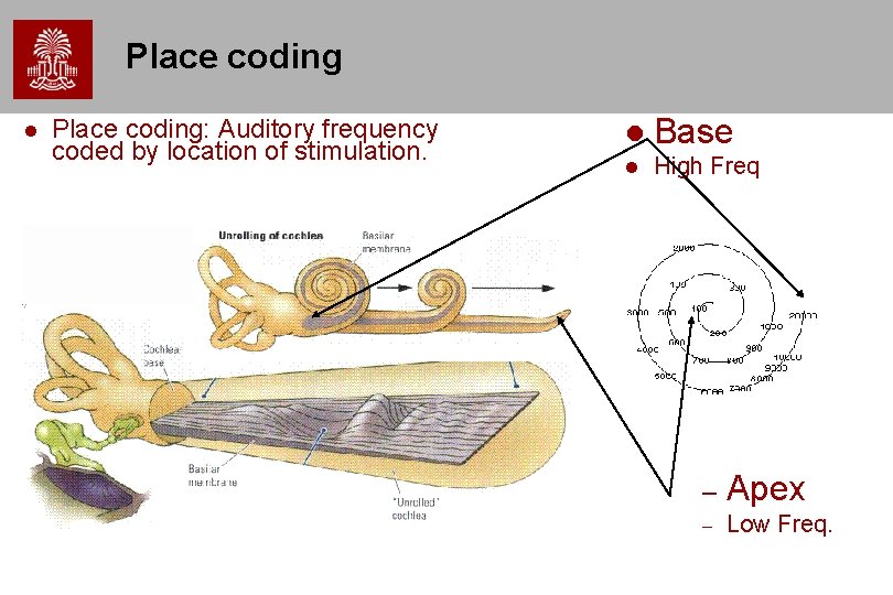 Place coding Place coding: Auditory frequency coded by location of stimulation. Base High Freq