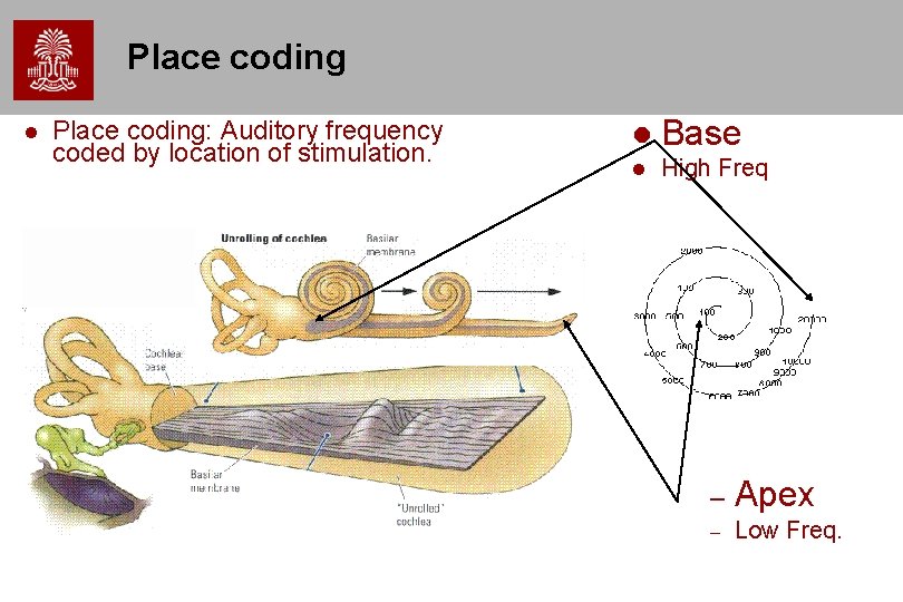 Place coding Place coding: Auditory frequency coded by location of stimulation. Base High Freq Place coding Place coding: Auditory frequency coded by location of stimulation. Base High Freq