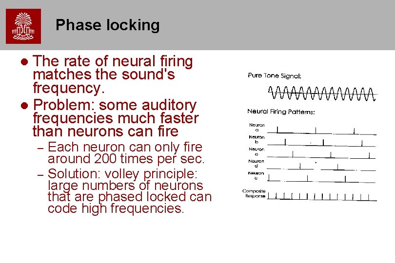 Phase locking The rate of neural firing matches the sound's frequency. Problem: some auditory