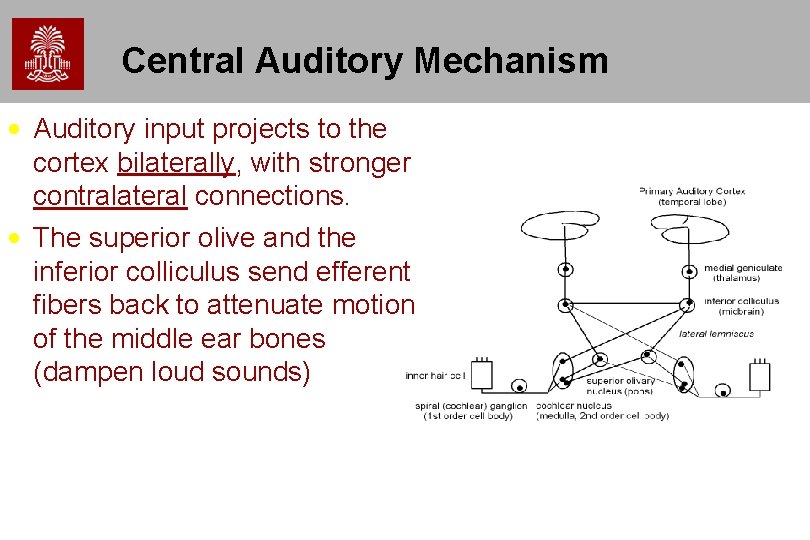 Central Auditory Mechanism • Auditory input projects to the cortex bilaterally, with stronger contralateral