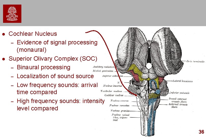  Cochlear Nucleus – Evidence of signal processing (monaural) Superior Olivary Complex (SOC) –