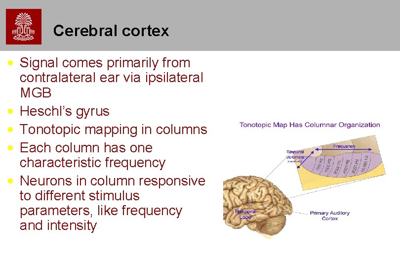 Cerebral cortex • Signal comes primarily from contralateral ear via ipsilateral MGB • Heschl’s Cerebral cortex • Signal comes primarily from contralateral ear via ipsilateral MGB • Heschl’s