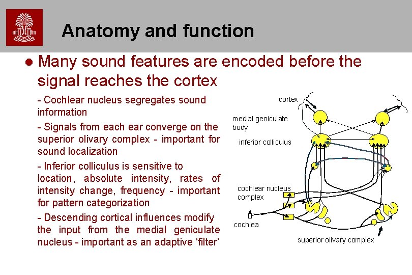 Anatomy and function Many sound features are encoded before the signal reaches the cortex Anatomy and function Many sound features are encoded before the signal reaches the cortex