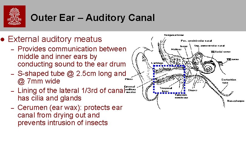 Outer Ear – Auditory Canal External auditory meatus – – Provides communication between Outer Ear – Auditory Canal External auditory meatus – – Provides communication between