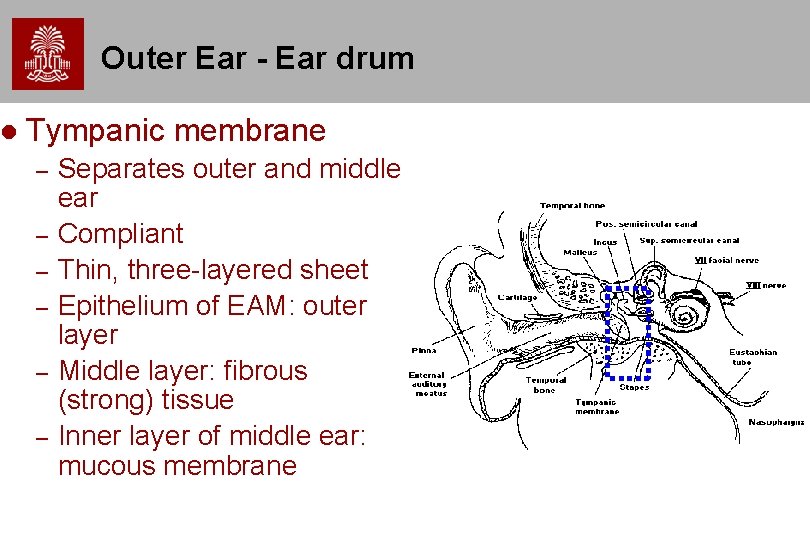  Outer Ear - Ear drum Tympanic membrane – – – Separates outer and