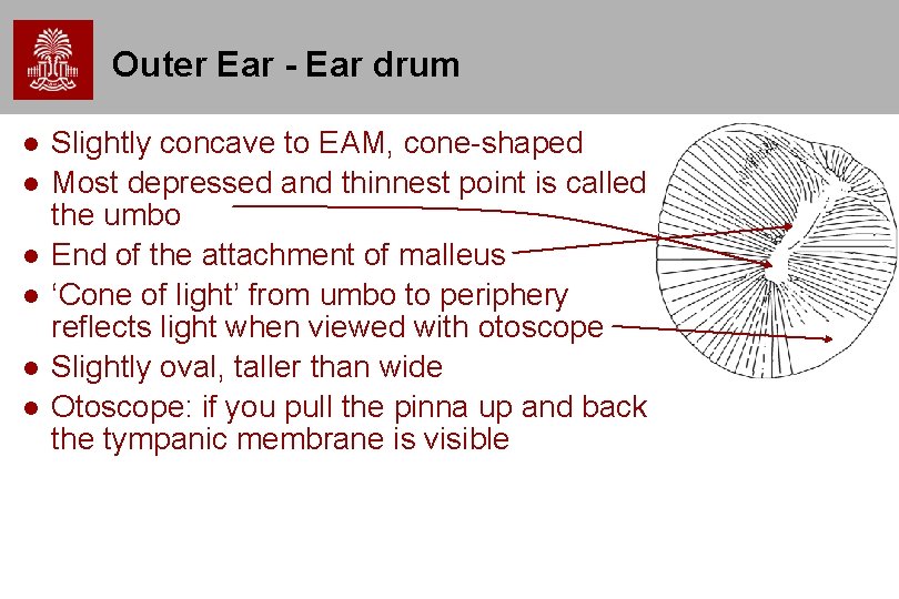 Outer Ear - Ear drum Slightly concave to EAM, cone-shaped Most depressed and thinnest Outer Ear - Ear drum Slightly concave to EAM, cone-shaped Most depressed and thinnest