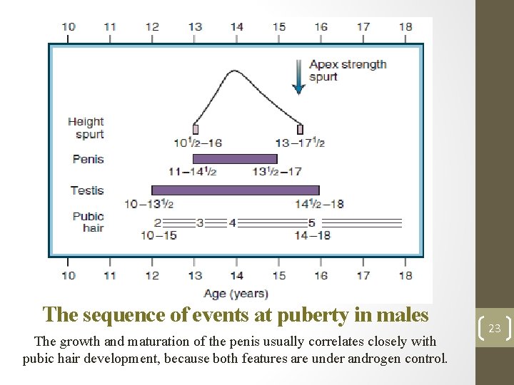 The sequence of events at puberty in males The growth and maturation of the