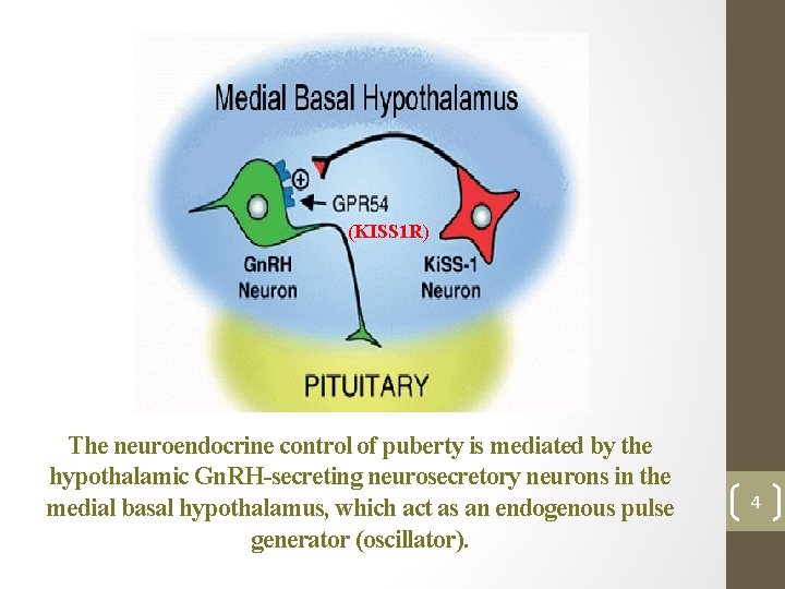 (KISS 1 R) The neuroendocrine control of puberty is mediated by the hypothalamic Gn.